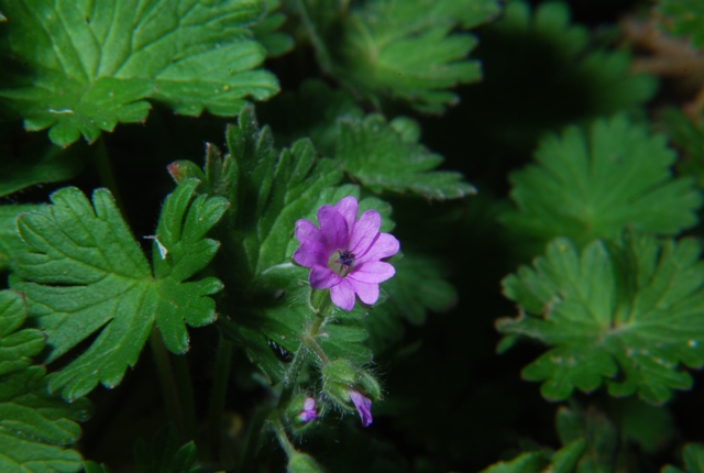 Geranium molle
